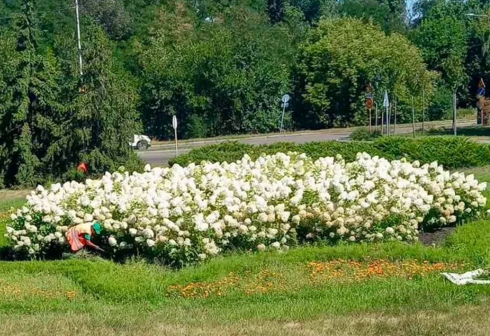 Гортензії на Броварському проспекті: догляд і вирощування квітів у місті